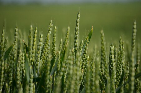 Green wheat field nature photo