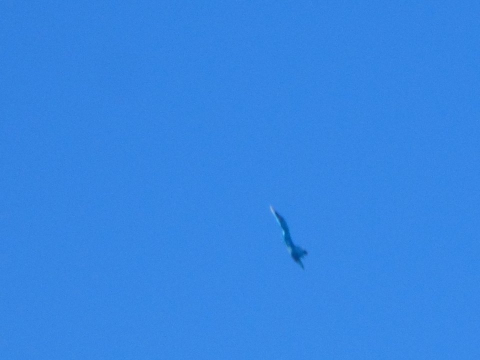 Su-34 in flight (03)