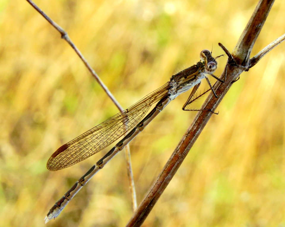 Sympecma paedisca Kobylka3