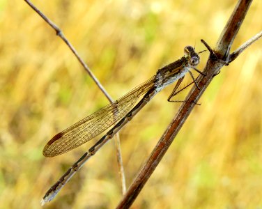 Sympecma paedisca Kobylka3