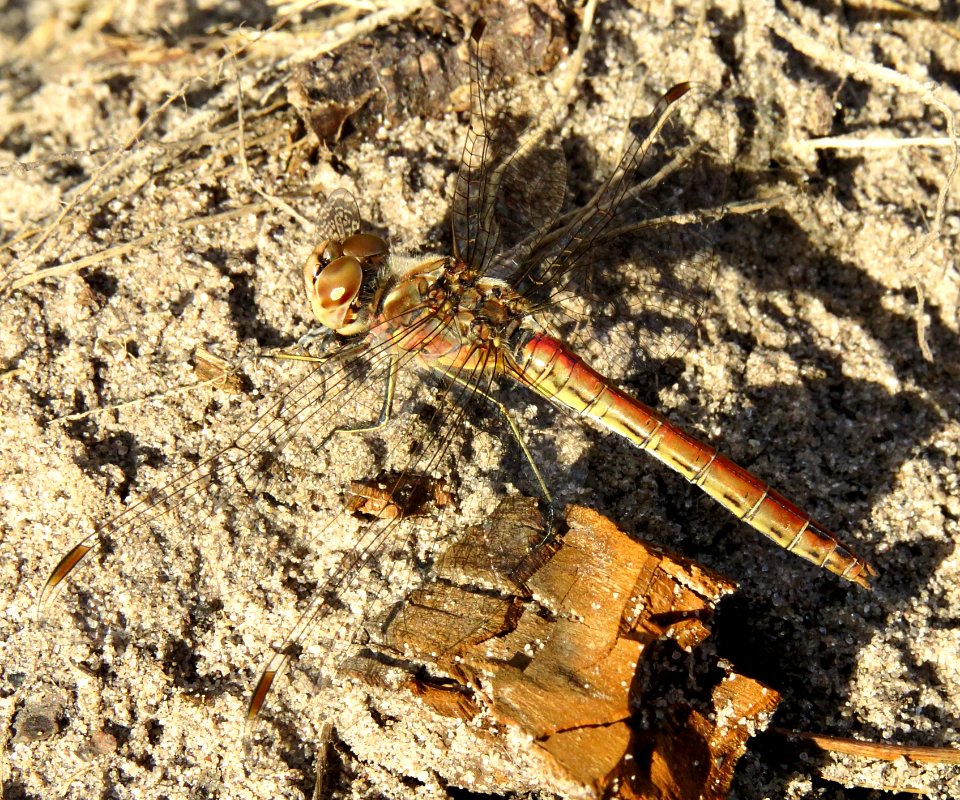 Sympetrum vulgatum Kiev2