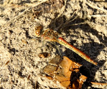Sympetrum vulgatum Kiev2