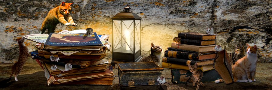 Books book stack cat