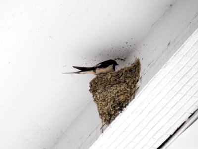 Swallow Retured Old Nest under the Roof of Taipei Minsheng Post Office 20150308
