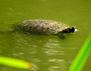 Trachemys scripta Nyvky3