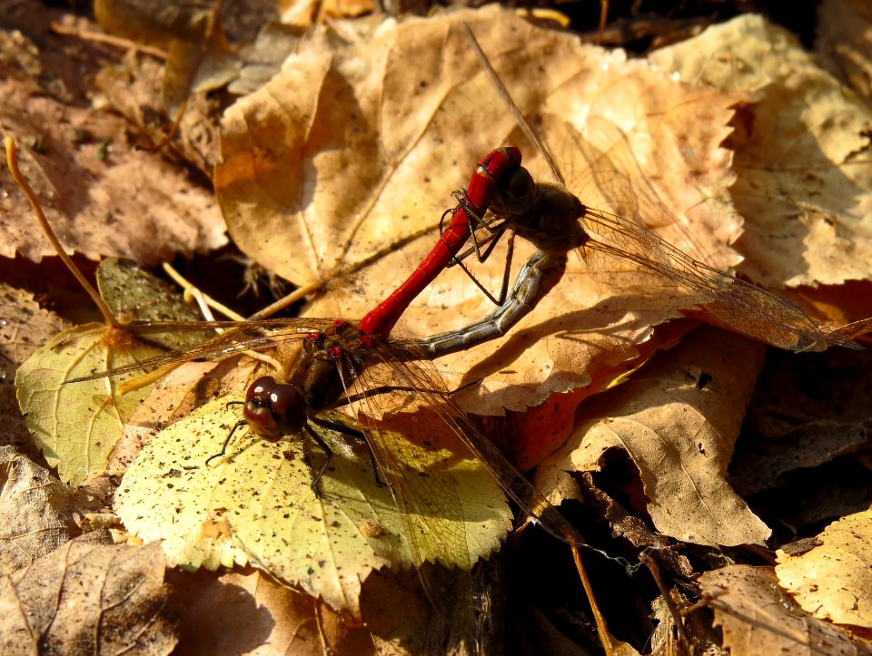 Sympetrum vulgatum Kiev 3