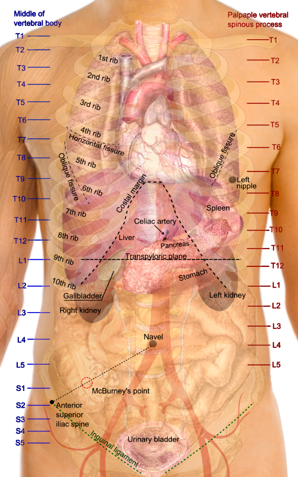 Surface projections of the organs of the trunk