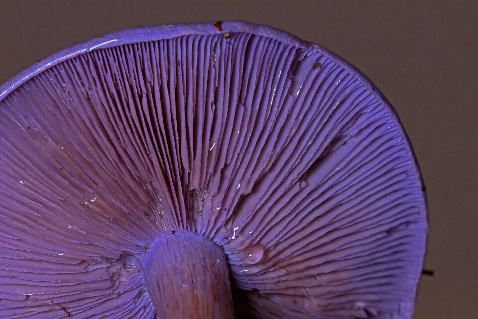 Lamellar agaric autumn