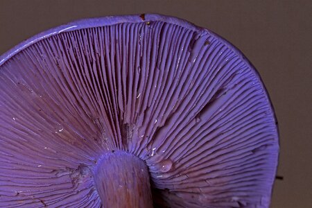 Lamellar agaric autumn photo