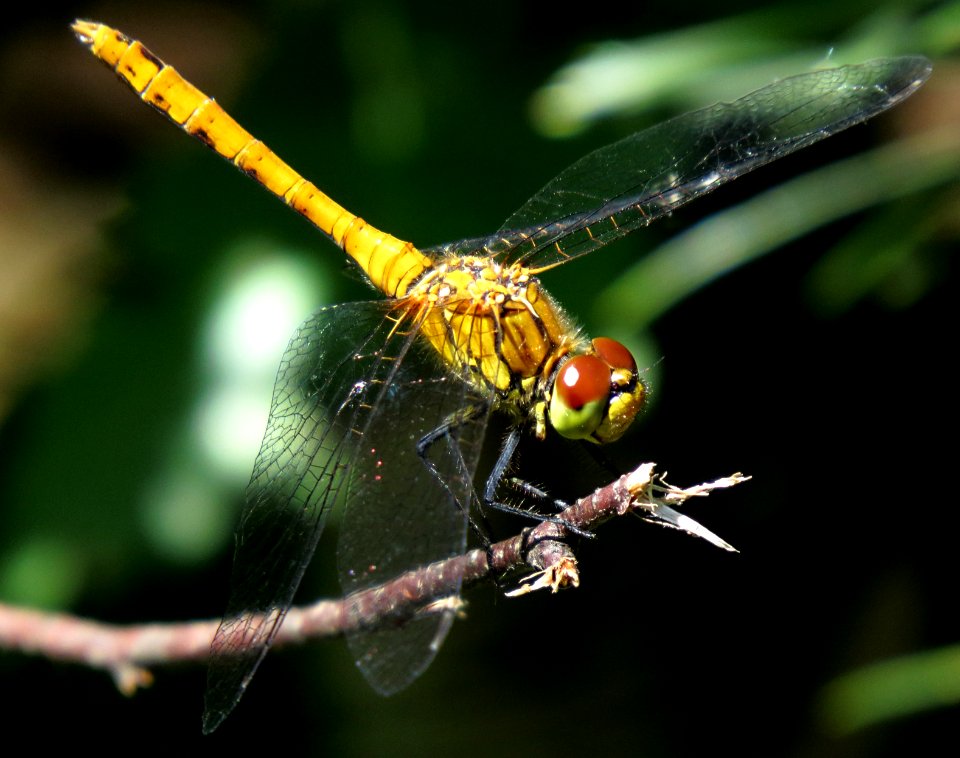 Sympetrum sanguineum Kiev obl.2