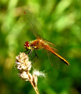 Sympetrum flaveolum Kiev1