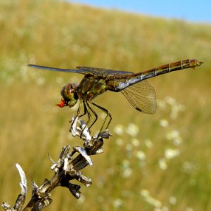 Sympetrum vulgatum Kiev3
