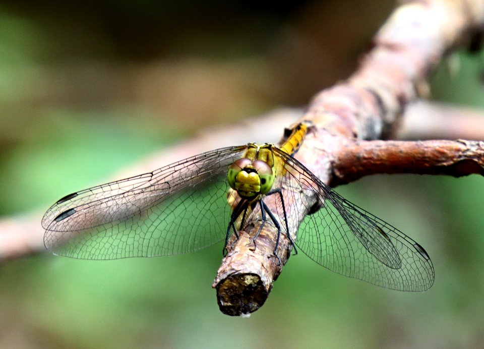 Sympetrum sanguineum Kiev obl.1