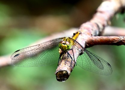 Sympetrum sanguineum Kiev obl.1