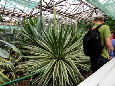 Succulenty Kiev1