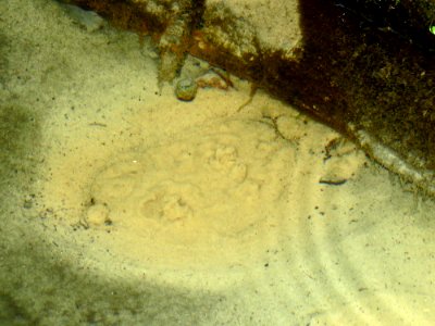 Svyatoshyn ponds spring 03