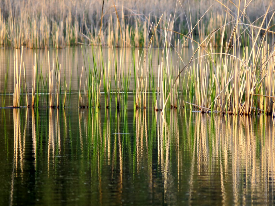 Svyatoshyn ponds4