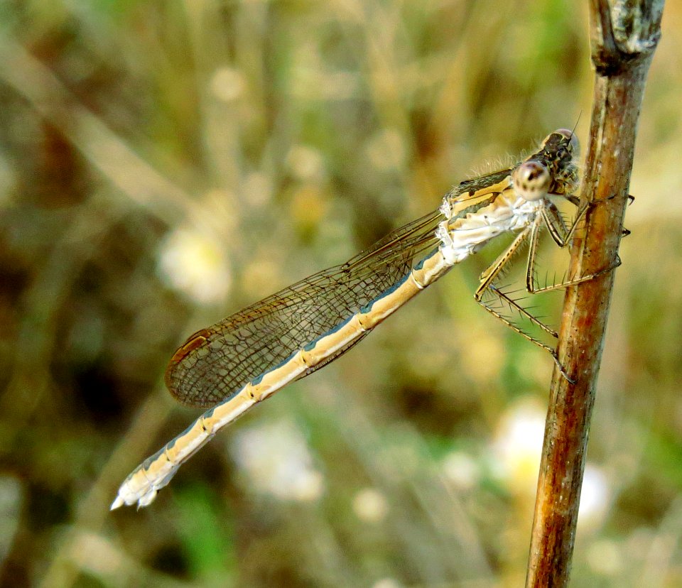 Sympecma paedisca Kobylka2