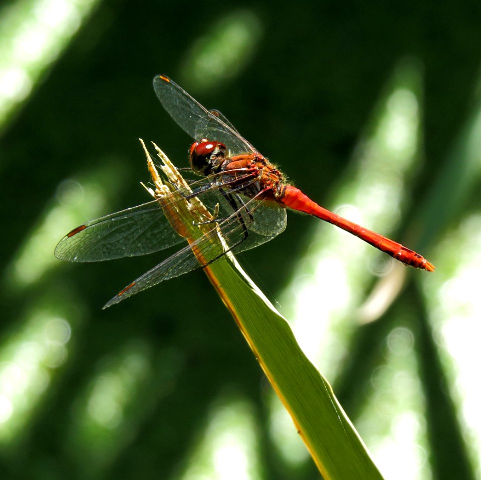 Sympetrum sanguineum Kiev5