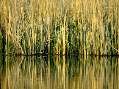 Svyatoshyn ponds5