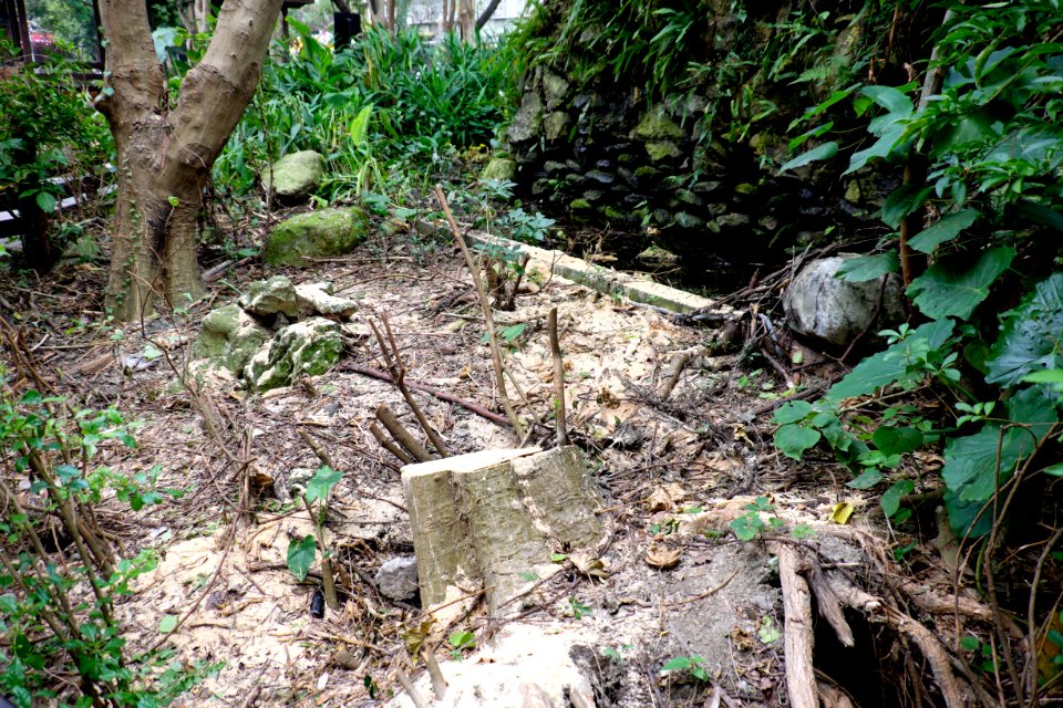 Stump beside Wetwall Ecological Area, Fumin Ecology Park 20151107