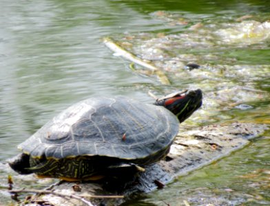 Trachemys scripta Desenka photo