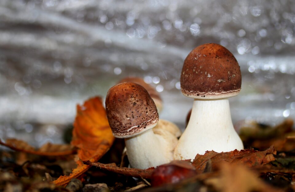 Cep mushroom autumn mushroom