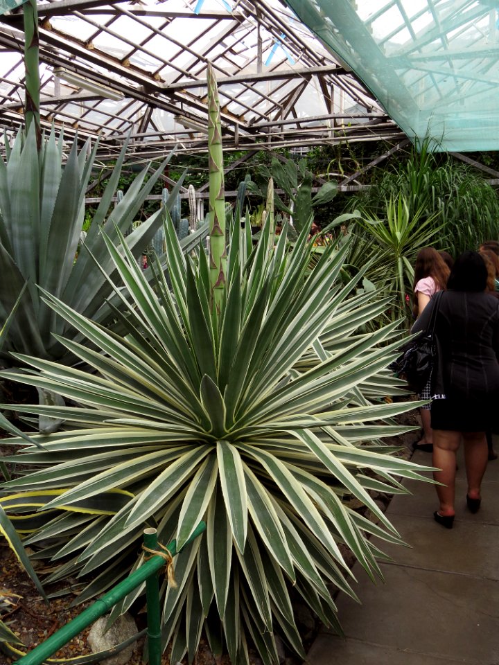 Succulenty Kiev2