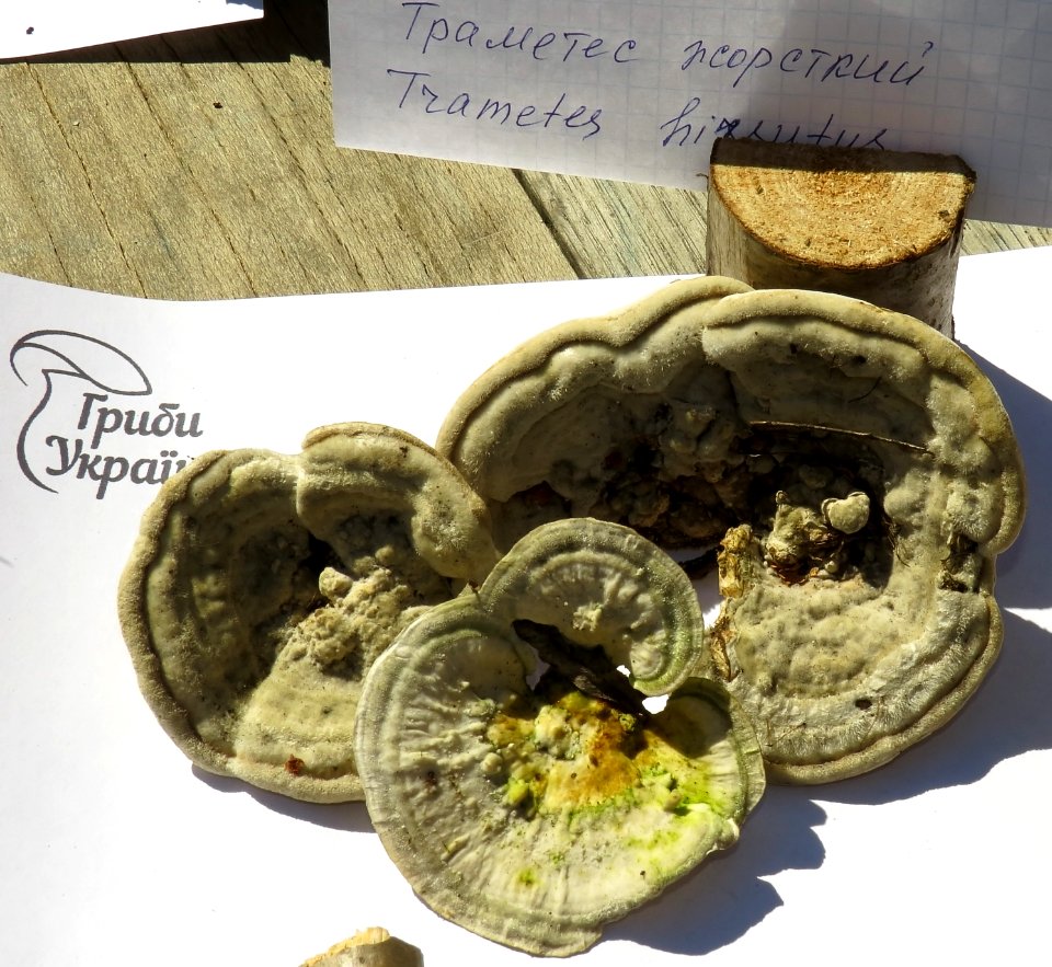 Trametes hirsuta Kiev1