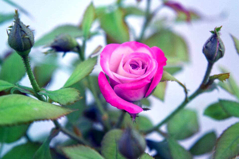 Pink foliage nature