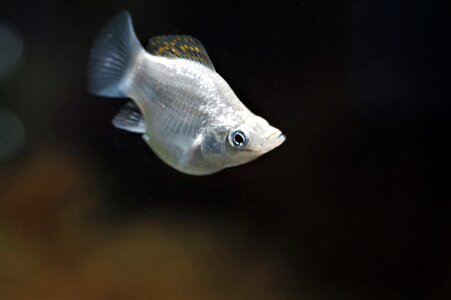 živorodka freshwater fish