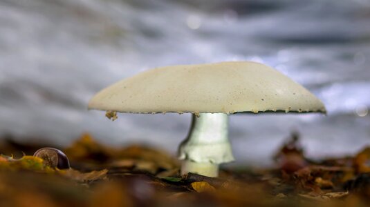 Mushroom autumn mushroom october mushroom