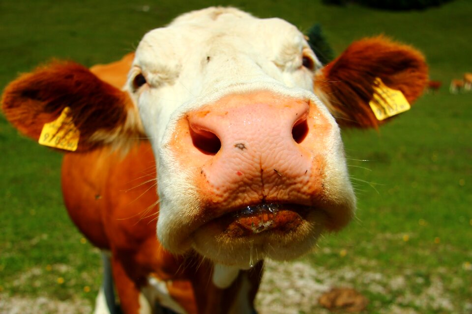Pasture beef agriculture
