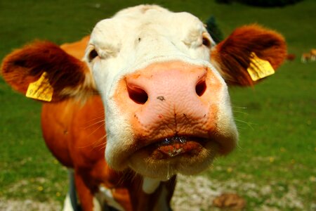 Pasture beef agriculture