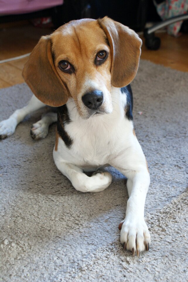 Beagle dog dog look