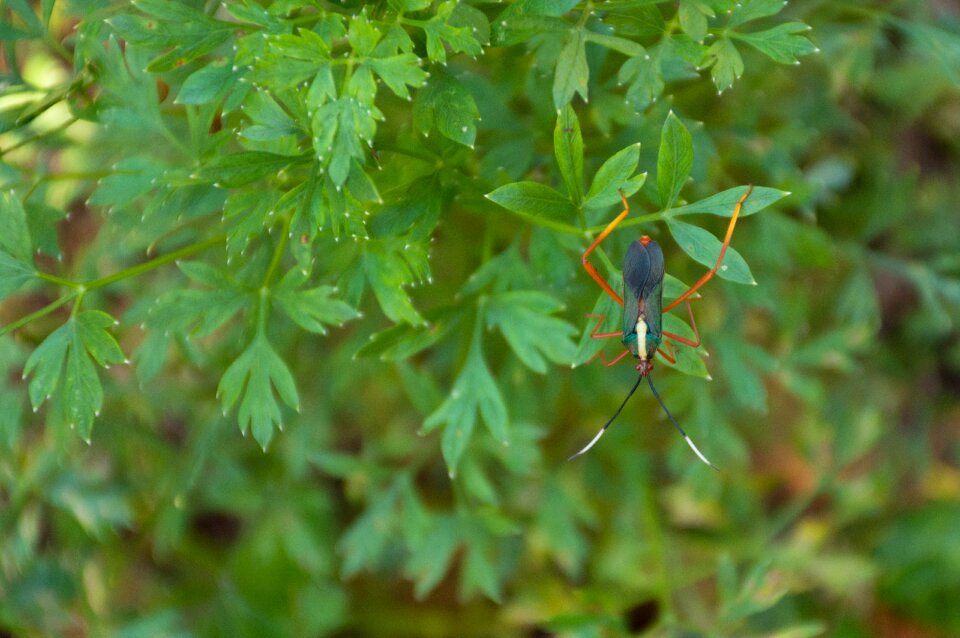 Outdoors food small