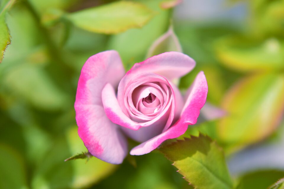 Pink flower nature