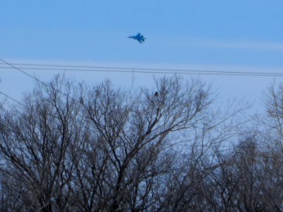 Trees and Su-34 (11)
