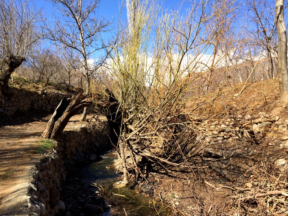 Trees in Kharv - Nishapur 01 - 2014-03-13