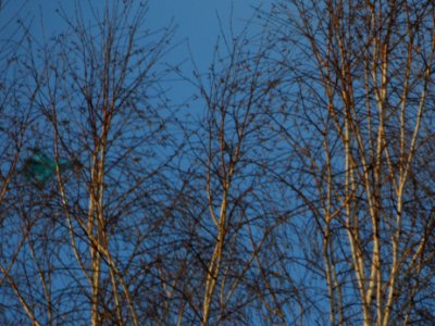 Trees and Su-34 (01)