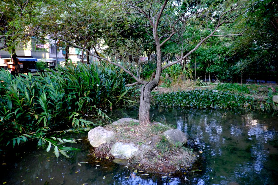Tree in Island of Fumin Ecology Park Pond 20141224