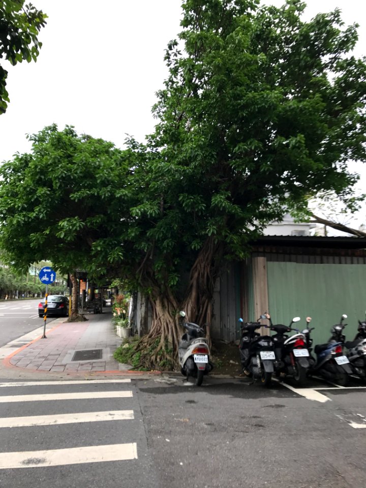 Tree at Lane 188, Tayou Road, Taipei 20170422