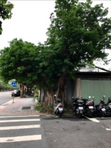 Tree at Lane 188, Tayou Road, Taipei 20170422