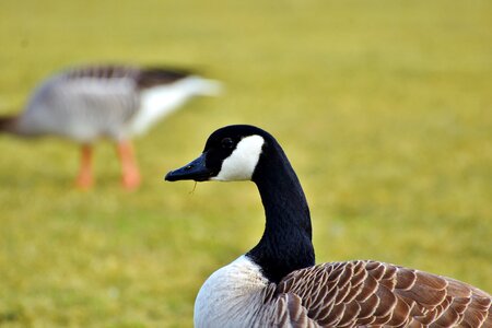 Poultry bird aquatic animals photo