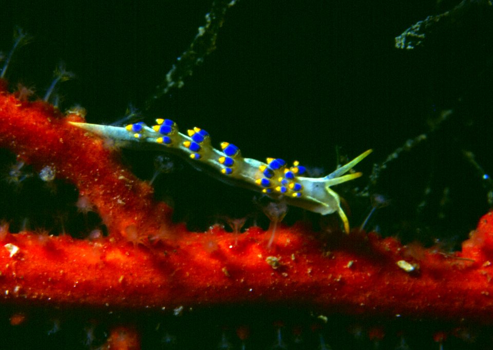 Trinchesia morrowae Korshunova & al., 2019, Lophogorgia sarmentosa (Esper, 1791)