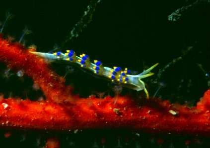 Trinchesia morrowae Korshunova & al., 2019, Lophogorgia sarmentosa (Esper, 1791)