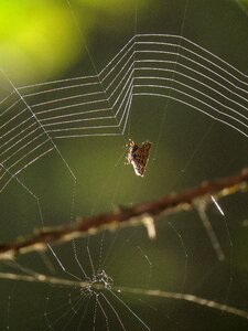 Insect arachnid armenia photo