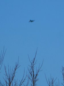 Trees and Su-34 (10)