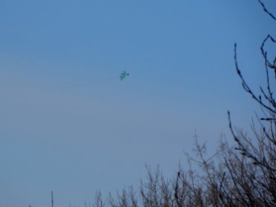 Trees and Su-34 (08)