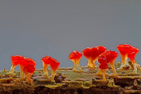 Trichia decipiens single celled organisms amoeba